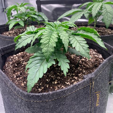 GC #2 growlog timeline photo