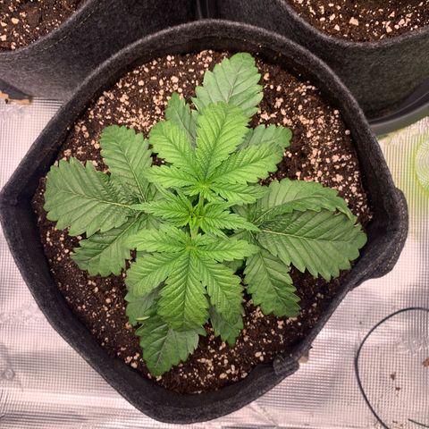 GC #2 growlog timeline photo