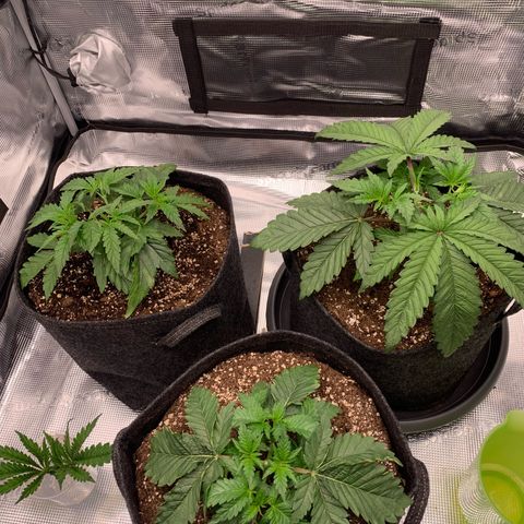 GC #1  growlog timeline photo