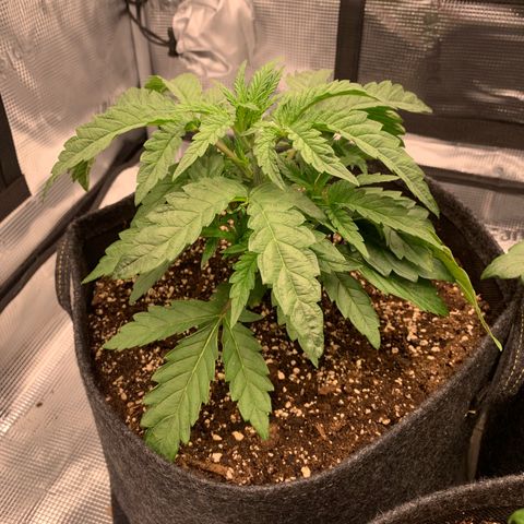 GC #1  growlog timeline photo