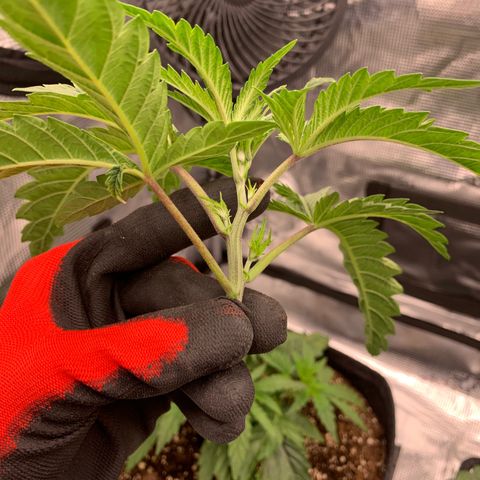 GC #1  growlog timeline photo