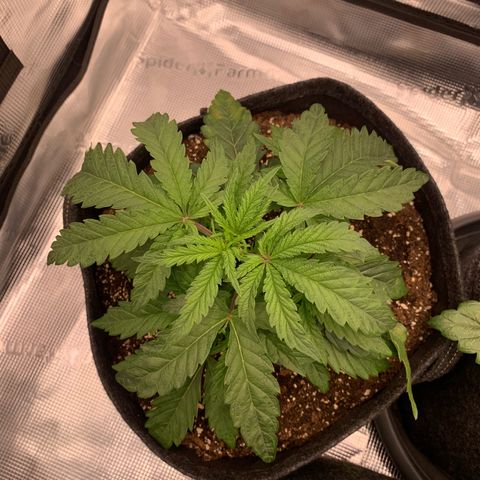 GC #1  growlog timeline photo