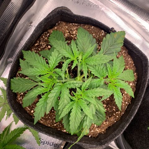 GC #1  growlog timeline photo