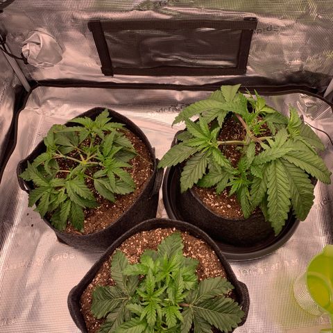 GC #1  growlog timeline photo