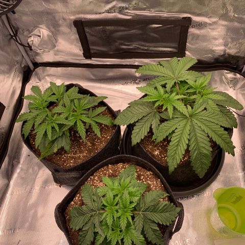GC #1  growlog timeline photo