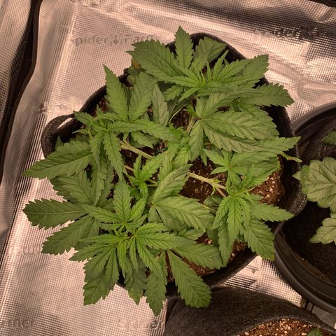 GC #1  growlog timeline photo