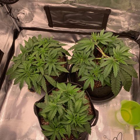 GC #1  growlog timeline photo