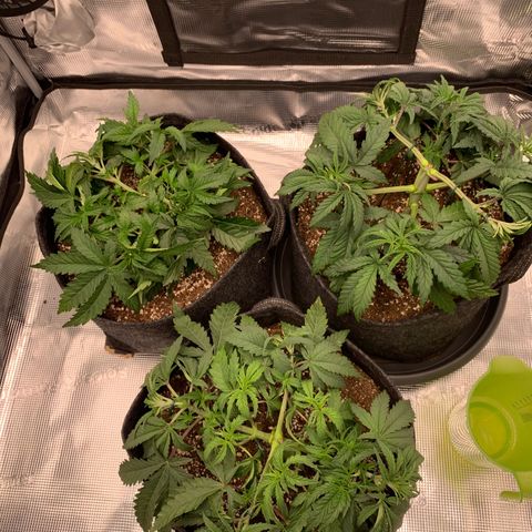 GC #1  growlog timeline photo