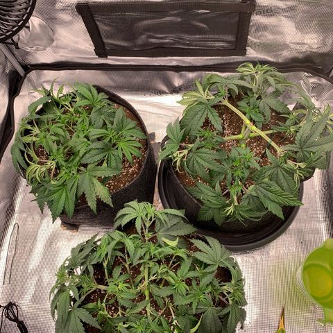 GC #1  growlog timeline photo