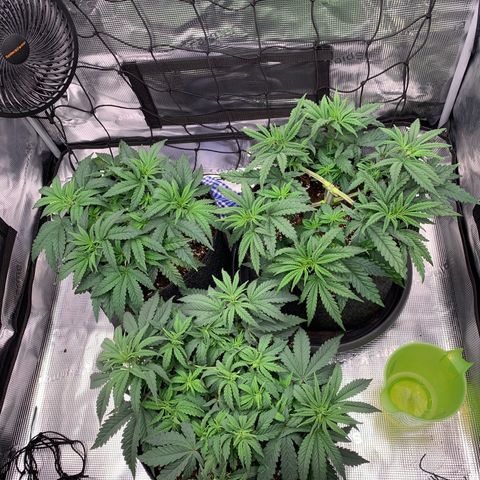 GC #1  growlog timeline photo