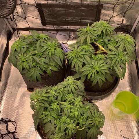 GC #1  growlog timeline photo