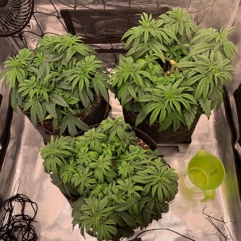 GC #1  growlog timeline photo