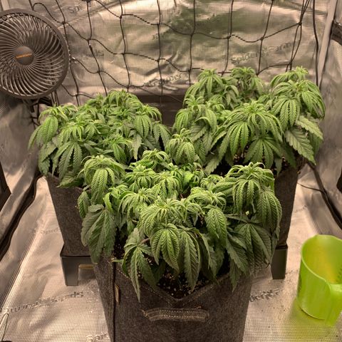 GC #1  growlog timeline photo