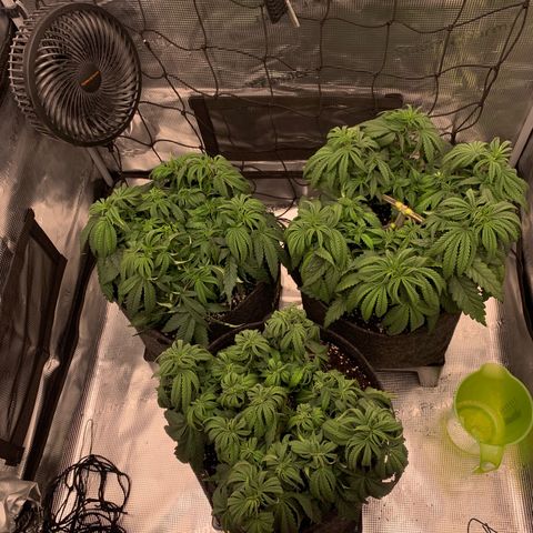 GC #1  growlog timeline photo