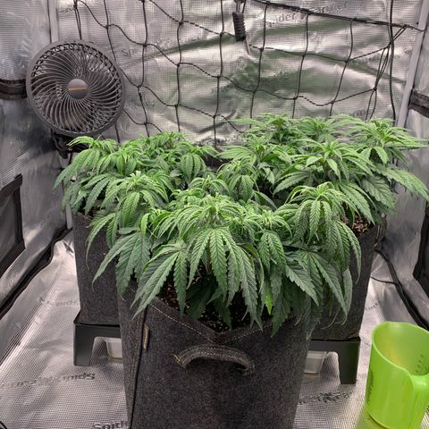 GC #1  growlog timeline photo