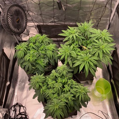 GC #1  growlog timeline photo