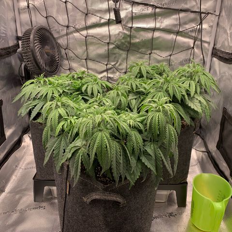 GC #1  growlog timeline photo