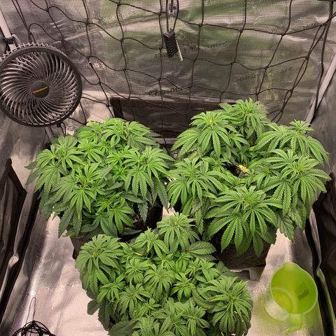 GC #1  growlog timeline photo