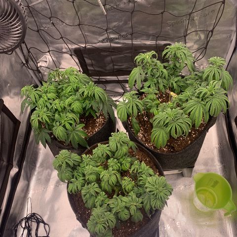 GC #1  growlog timeline photo