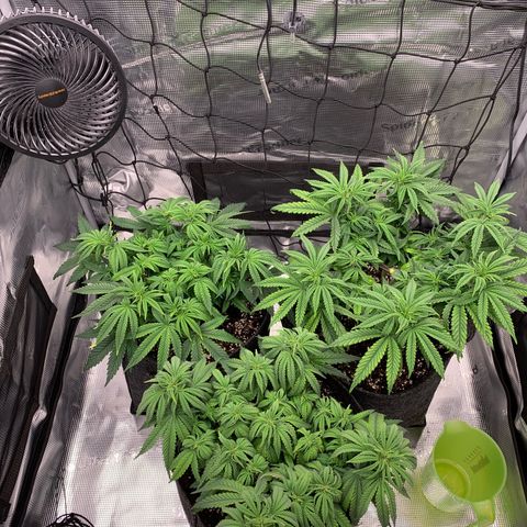 GC #1  growlog timeline photo