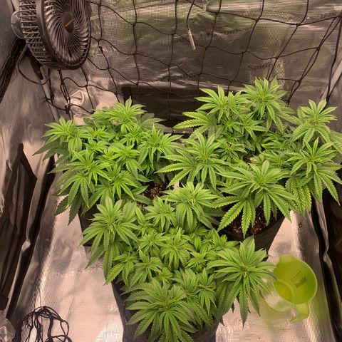 GC #1  growlog timeline photo