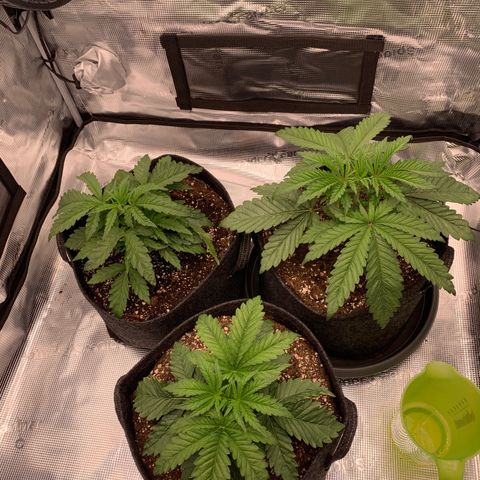GC #2 growlog timeline photo