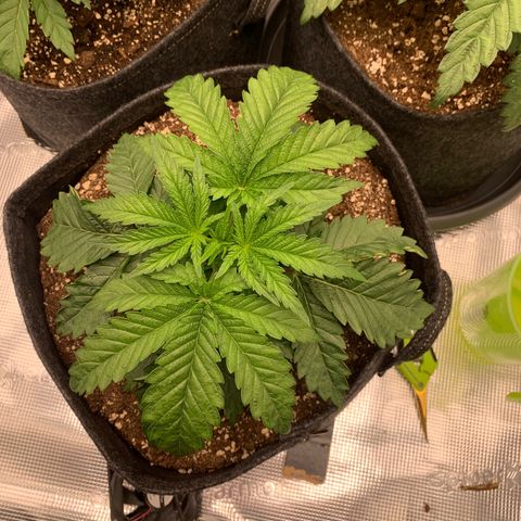 GC #2 growlog timeline photo