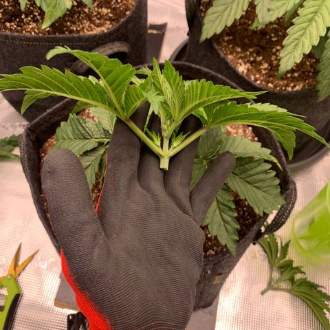 GC #2 growlog timeline photo