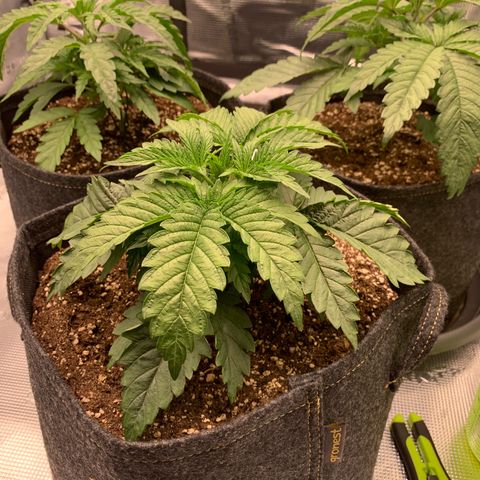 GC #2 growlog timeline photo