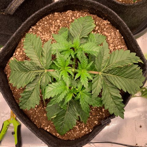 GC #2 growlog timeline photo
