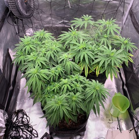GC #1  growlog timeline photo