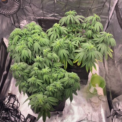 GC #1  growlog timeline photo