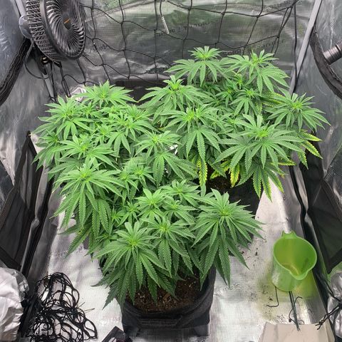GC #1  growlog timeline photo