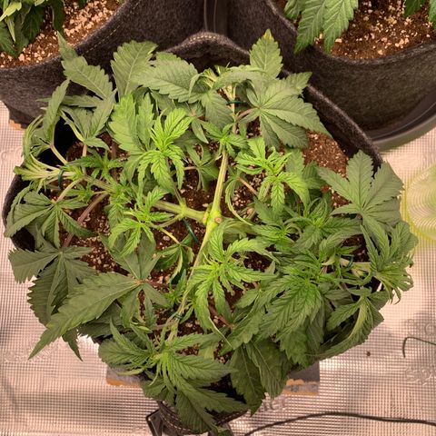 GC #1  growlog timeline photo