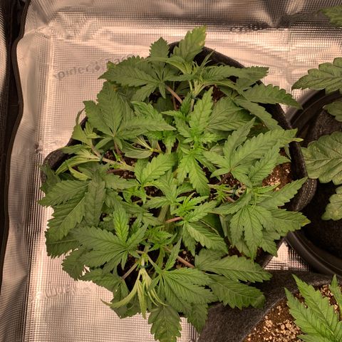 GC #1  growlog timeline photo