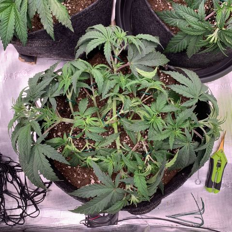 GC #1  growlog timeline photo