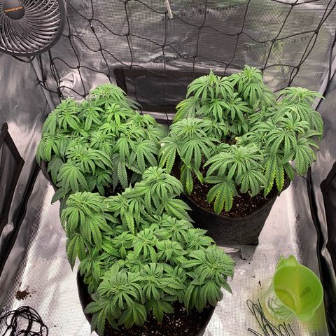 GC #1  growlog timeline photo