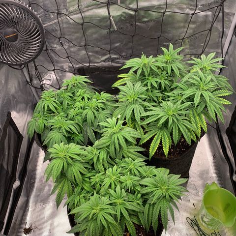 GC #1  growlog timeline photo