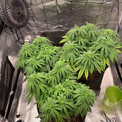 GC #1  growlog timeline photo