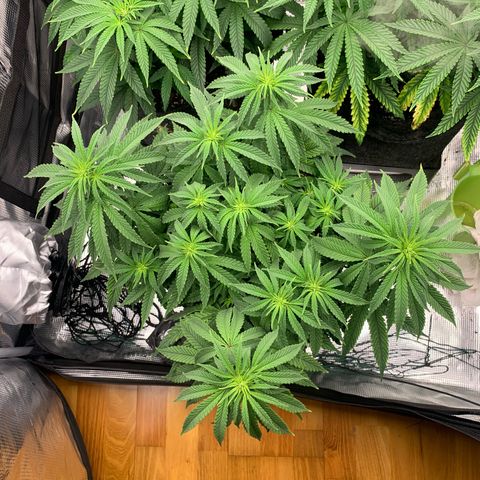 GC #1  growlog timeline photo