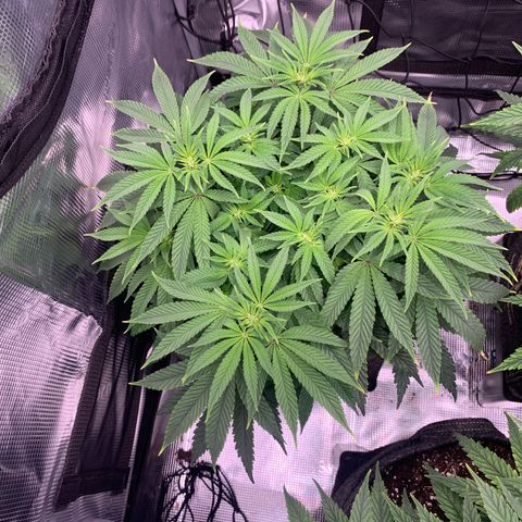 GC #2 growlog timeline photo