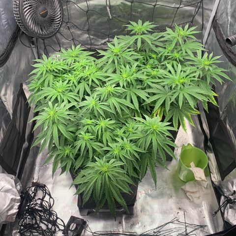 GC #3 growlog timeline photo