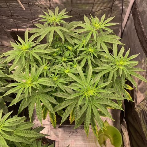 GC #3 growlog timeline photo