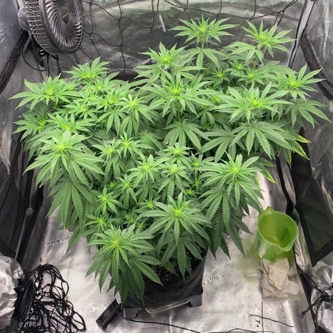 GC #1  growlog timeline photo