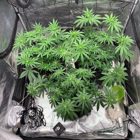 GC #1  growlog timeline photo