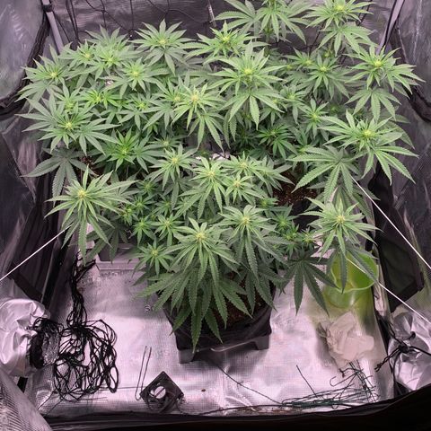 GC #1  growlog timeline photo