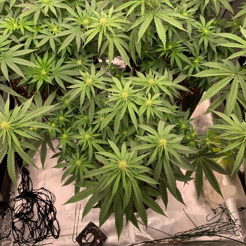 GC #1  growlog timeline photo