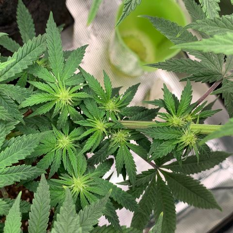 GC #1  growlog timeline photo