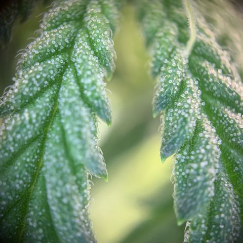 GC #1  growlog timeline photo