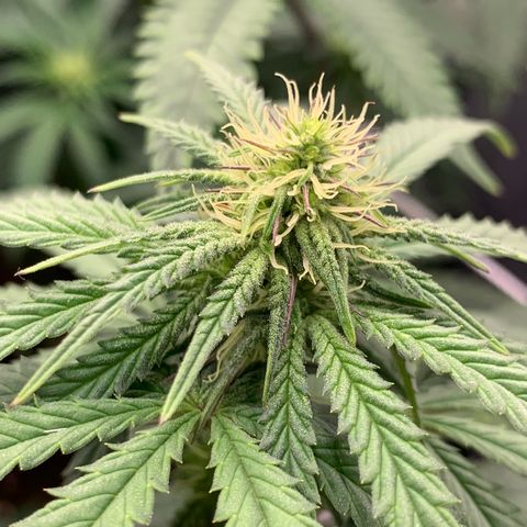GC #1  growlog timeline photo
